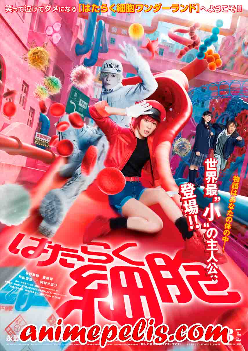 Descargar Cells at Work! (2024) [FULL HD 1080P] [MEDIAFIRE]